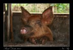 Nice Pig Nice Pig
