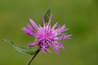 18-200vr macro 18-200vr macro