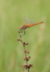 La mia prima libellula rossa La mia prima libellula rossa