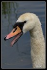 Cigno arrabbiato Cigno arrabbiato