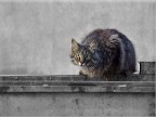 Gatto Gatto