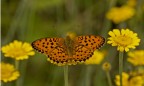 Nympalidae Nympalidae