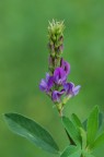 Solo un fiore d'erba medica Solo un fiore d'erba medica