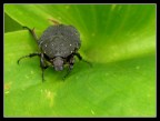 Una livrea stellata Una livrea stellata