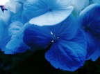 azzurre... azzurre...