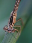 damigella damigella