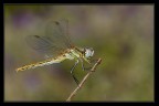 Libellula in posa Libellula in posa