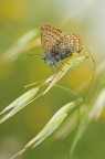 licenide dinamica licenide dinamica