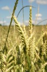 Grain Grain