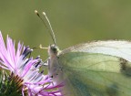 Farfalla...a colazione Farfalla...a colazione