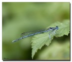 Libellula Libellula
