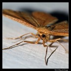 Era entrata nella mia cucina ieri... ho pensato di farle qualche foto...
Ditemi la verit�: come vi sembra la qualit� dell'immagine? Intendo nitidezza, rumore, aberrazione... devo controllare una cosa...

[b]Critiche e commenti, pronti? VIA![/b]