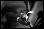 flower 2 b/w flower 2 b/w