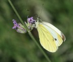 Pieris brassicae Pieris brassicae