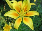 fiore giallo fiore giallo