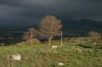 L'Albero L'Albero