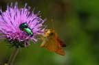 farfalla e coleotteri farfalla e coleotteri