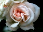 Rosa Rosa