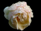 Gocce in rosa Gocce in rosa