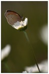 Cntroluce Cntroluce
