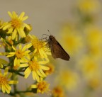 Falena Falena