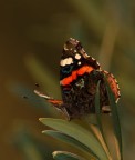 Vanessa atalanta Vanessa atalanta