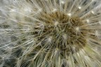 Stelle feconde Stelle feconde