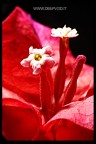 Macro 160607 Macro 160607