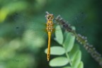 libellula 3 libellula 3