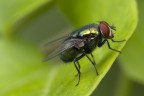 La mosca più bella del reame! :-))) La mosca più bella del reame! :-)))