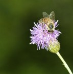 Primi scatti con il Sigma 105 macro
ISO 100   1/160sec   f8   mano libera
Crop del 25% circa