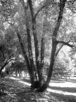 albero1 albero1