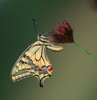 Papilio machaon Papilio machaon