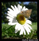 Questa � una foto che ho fatto qualche tempo fa con una  Nikon Coolpix SQ... ho provato a fare qualche lavoretto sulla foto, ma non sono convinto...Voi che mi dite?