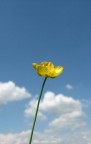 skyflower skyflower