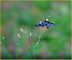 farfallina farfallina