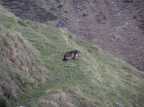 marmotta