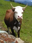 i'm a serious cow i'm a serious cow