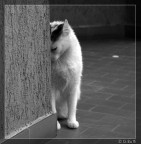 Niente foto..sono timido..