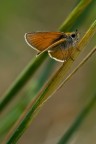 Farfallina Morbidosa (Hsperiidae) Farfallina Morbidosa (Hsperiidae)