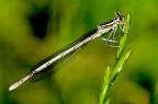 libellula libellula