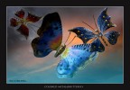 "Colored MetalButterfly" "Colored MetalButterfly"