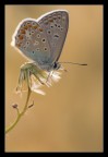 Another butterfly! Another butterfly!