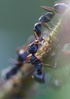 formichine