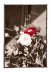 Red flower Red flower