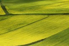 Geometrie in giallo (NonSoloFoto 16/17 giugno) Geometrie in giallo (NonSoloFoto 16/17 giugno)