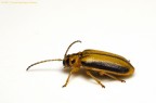 Xanthogaleruca luteola Xanthogaleruca luteola