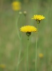 Yellow & green Yellow & green