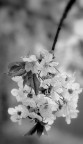 Fiori 2 Fiori 2
