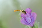 Sul Fiore Viola Sul Fiore Viola